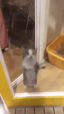 Happy jumping cat